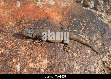 Common Chuckwalla Lizard (Sauromalus ater) Stock Photo