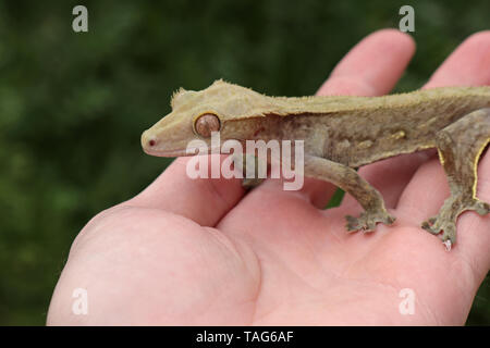 Crested Gecko (Correlophus ciliatus) Stock Photo