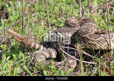 Southern Pacific Rattlesnake (Crotalus oreganus helleri) Stock Photo