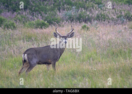 Mule Deer Buck Stag (Odocoileus hemionus) Stock Photo