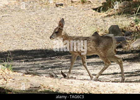 Coues' Whitetail Deer (Odocoileus virginianus couesi) Stock Photo