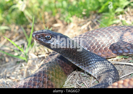 Eastern Coachwhip Snake (Masticophis flagellum) Stock Photo