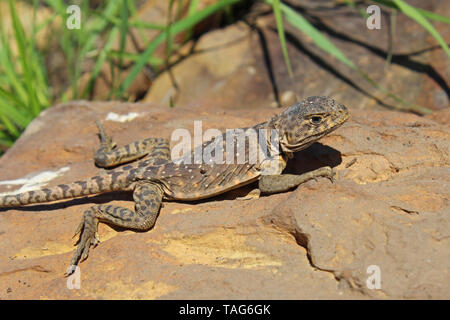 Eastern Collared Lizard (Crotaphytus collaris) female Stock Photo