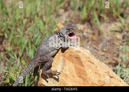 Eastern Collared Lizard (Crotaphytus collaris) female Stock Photo