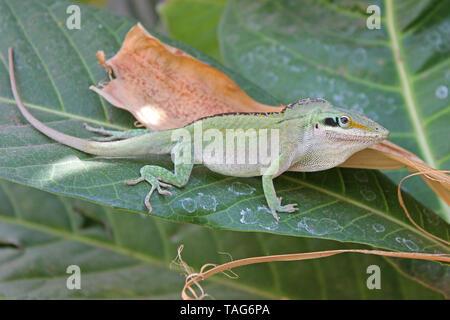 Green Anole Lizard (Anolis carolinensis) Stock Photo