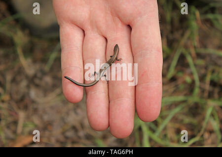 Ground Skink (Scincella lateralis) Little Brown Skink Lizard Stock Photo