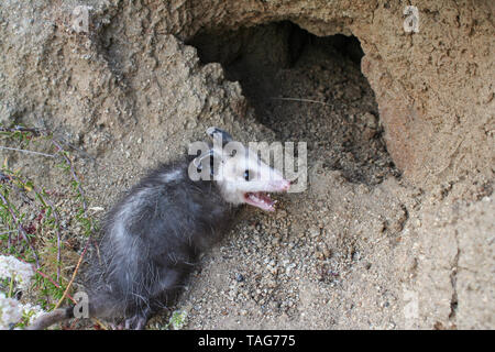 North American Opossum (Didelphis virginiana) Stock Photo