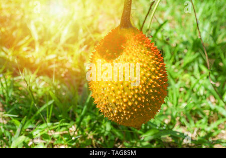 Ripe gac fruit hang on vine in farm / Other names Baby jackfruit, Cochinchin gourd, Spiny bitter gourd Stock Photo