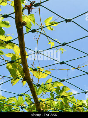 plant vine of gac fruit in farm with net on sky background Stock Photo