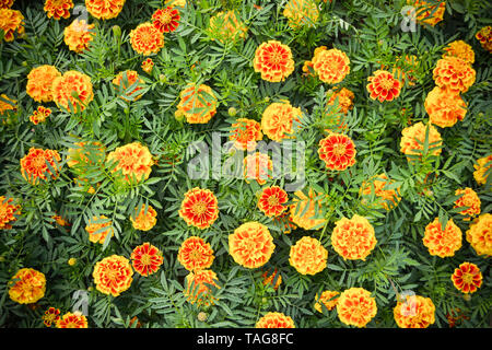 Marigold yellow flower plant spring summer garden on background top view Stock Photo