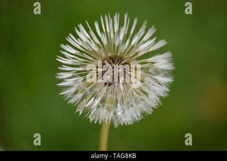 blowball after rain