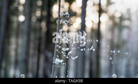 The beauty of winter forest with snow in details. Thin threads of a web and beautiful snowflakes Stock Photo