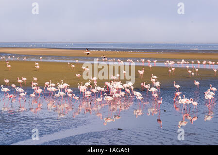 Group of pink flamingos on the sea at Walvis Bay, the atlantic coast of Namibia, Africa. Stock Photo