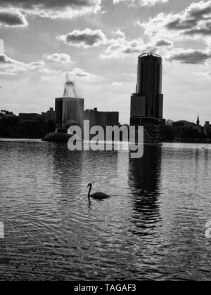 A Swan in the lake, a fountain in the lake, and the city in the background. Stock Photo