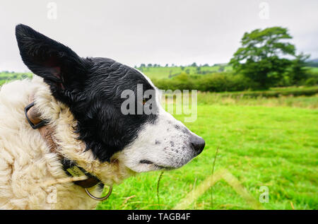 Beautiful mature sheep dog looks out over Welsh Countryside Stock Photo