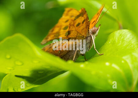 Macro of a delicate question mark butterfly resting on a fresh green leaf at Yates Mill County Park in Raleigh North Carolina. The white punctuation m Stock Photo
