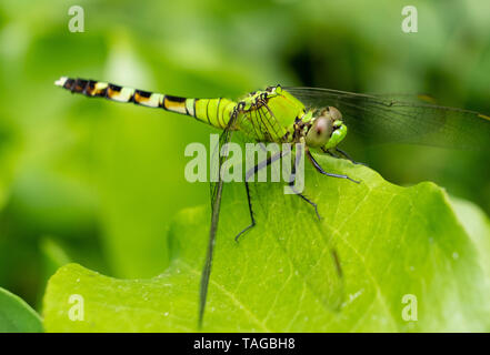 A female eastern pondhawk  perches on the edge of a leaf in the greenery at Yates Mill County Park in Raleigh North Carolina. Stock Photo