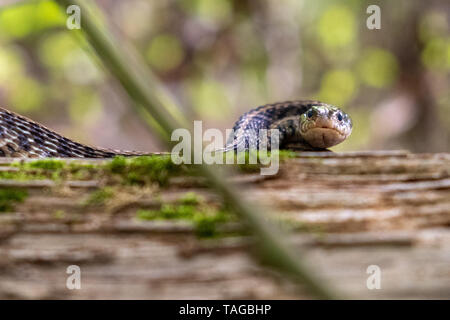 A common garter snake on a mossy log is ready to strike. Yates Mill County Park in Raleigh North Carolina. Stock Photo