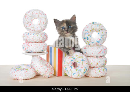Adorable diluted tortie kitten sitting in a colorful birthday present box surrounded by white sprinkled donuts. Donut party on a wood table isolated o Stock Photo