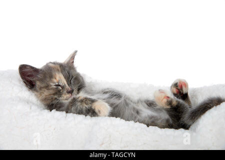 Adorable diluted tortie kitten sleeping upside down on a sheep skin blanket, paws upwards. Isolated on white background. Stock Photo
