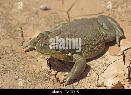 Sonoran Desert Toad (Incilius alvarius) in the desert of Arizona Stock Photo