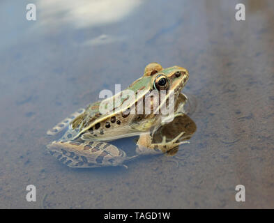 Southern Leopard Frog (Lithobates sphenocephalus) Stock Photo