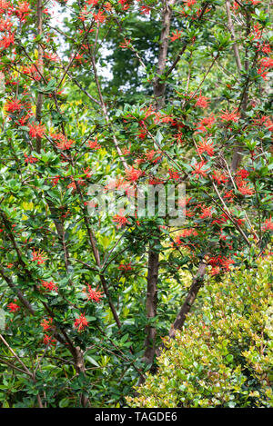 Chilean Fire Bush, Embothrium coccineum Stock Photo