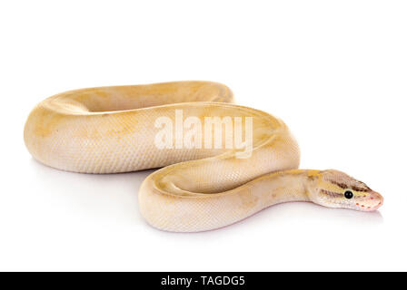 Ball python in front of white background Stock Photo