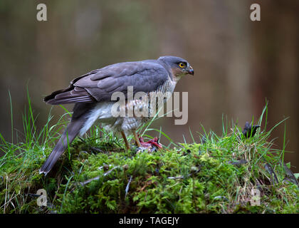Sparrowhawk at plucking post, Dumfries, Scotland