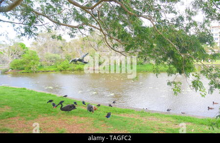 Alexandra Head, Australia - Apr 21, 2019. “SISTERS BY CHOICE” features a black swan (emblem of Maroochy) and an egret (emblem of Xiamen) taking off in Stock Photo