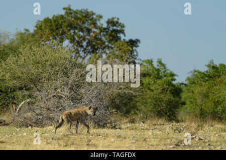 Spotted Hyena - Crocuta crocuta, picture of powerfull African carnivore in Etosha National Park, Namibia. Stock Photo