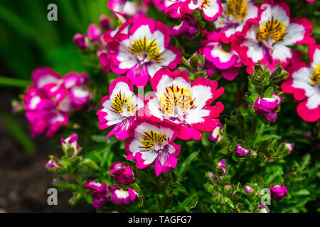 Schizanthus, Bavarian Butterfly plant, vibrant colors Stock Photo