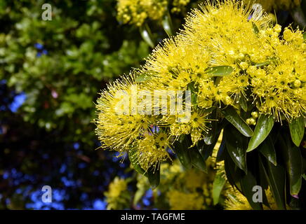 Beautiful fluffy eucalyptus flowers on a close-up branch. Yellow flowers of the gumtree Angophora hispida. Stock Photo