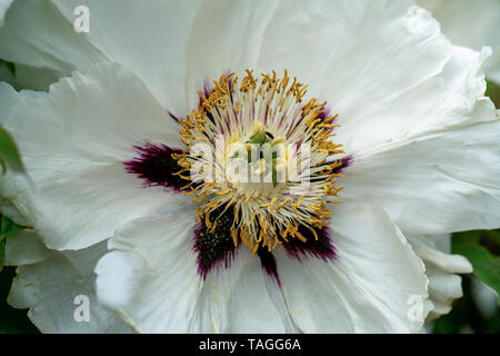 Extreme macro close up of a white peony flower (paeonia rockii) showing many details such as pistils and pollen Stock Photo