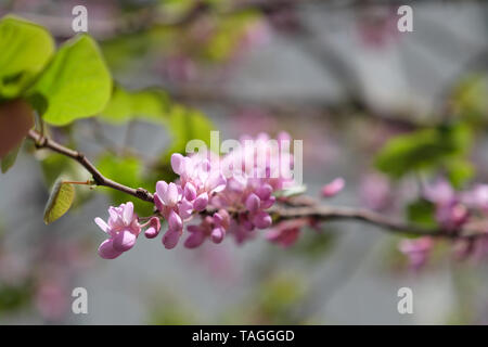 Pink, delicate flowers on the tree Pongamia pinnata