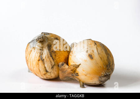 Ugly onions close up and isolated in white. Stock Photo