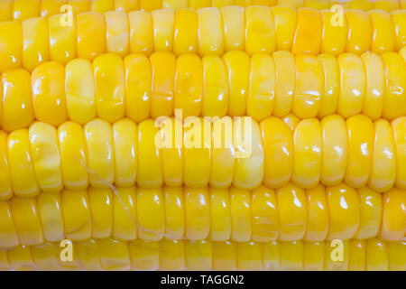 Boiled and cooked yellow sweet corn cob close up shot macro. Delicious looking. Stock Photo