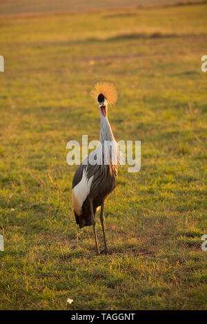 portrait of a grey crowned Crane, national bird of Uganda, in the Masai Mara, Kenya Stock Photo