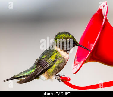 Male Ruby-Throated Hummingbird perched on a red hummingbird feeder and taking a long drink of nectar. Stock Photo