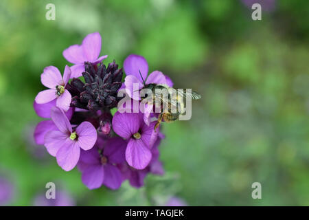 Red Mason bee (Osmia bicornis) on a purple wallflower Stock Photo
