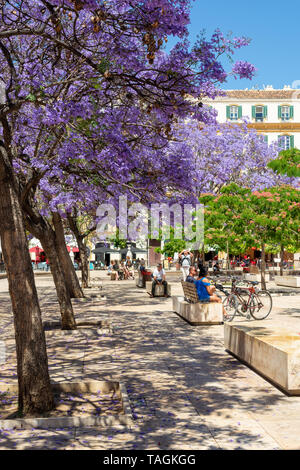 Purple flowers of Jacaranda trees, Plaza de la Merced, Malaga, Andalusia region, Spain Stock Photo