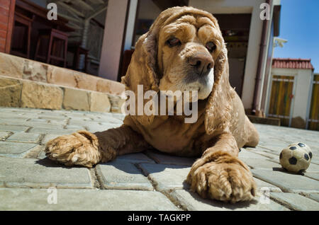Dog Cocker Spaniel, golden color Stock Photo