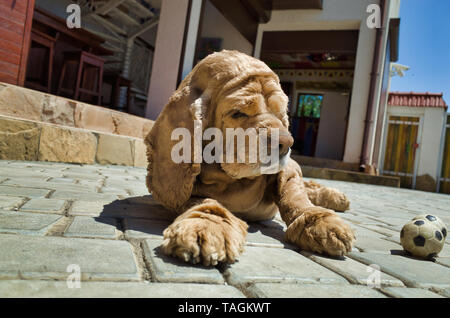 Dog Cocker Spaniel, golden color Stock Photo