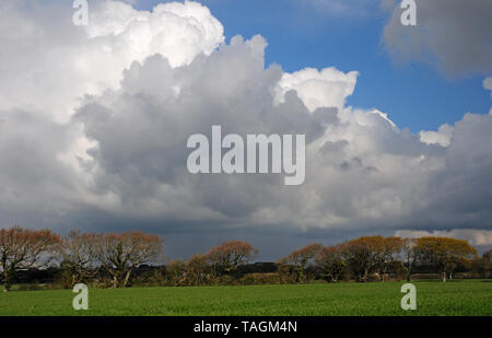 Cumulo nimbus clouds forming in April. West Sussex Coastal Plain Stock Photo