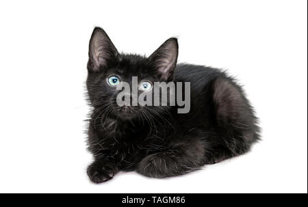 Black Kitten sitting in front of Camera isolated on white Background Stock Photo