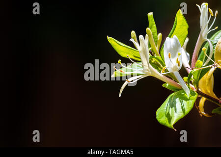 Close up of White Honeysuckle (Lonicera caprifolium) flowers; dark background Stock Photo
