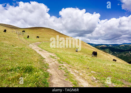 Hiking trail through the hills of south San Francisco bay area; cattle grazing on the hillsides; San Jose, California Stock Photo