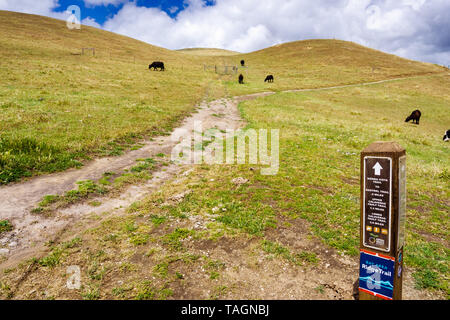 Hiking trail through the hills of south San Francisco bay area; cattle grazing on the hillsides; San Jose, California Stock Photo