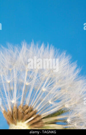 Dandelion Seed Head Blowball Close Up on Blue Abstract Background Stock Photo