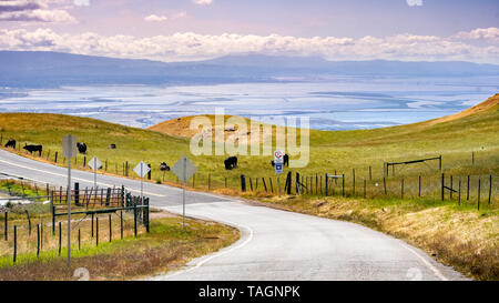 Driving on the hills of south San Francisco bay area; cattle herd grazing on the green meadows; San Jose, California Stock Photo